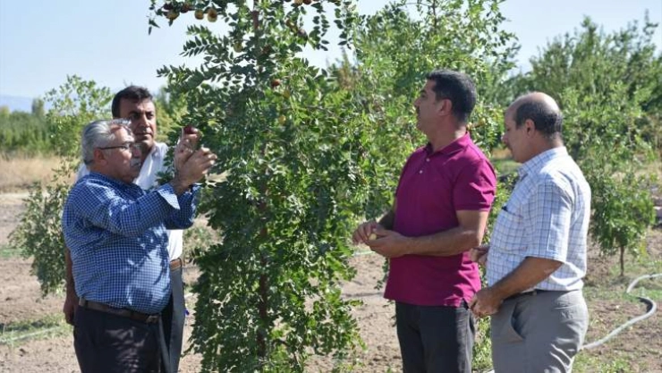 'Ölümsüzlük meyvesi' hünnap Malatya'ya uyum sağladı