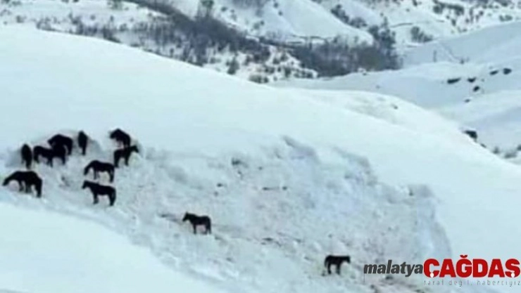 Hakkari'de at sürüsü ölüme terk edildi
