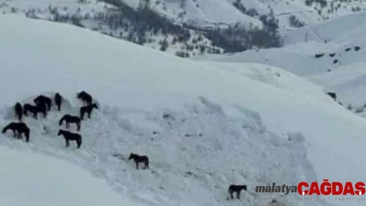 Hakkari Valiliği sahipsiz atlara sahip çıktı
