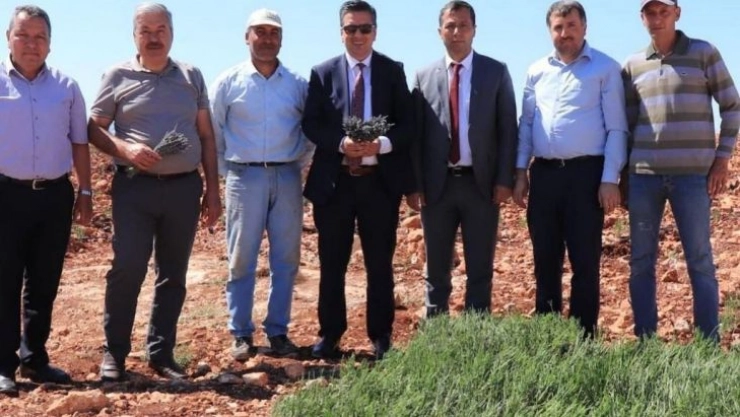 Halfeti dağları lavanta kokacak