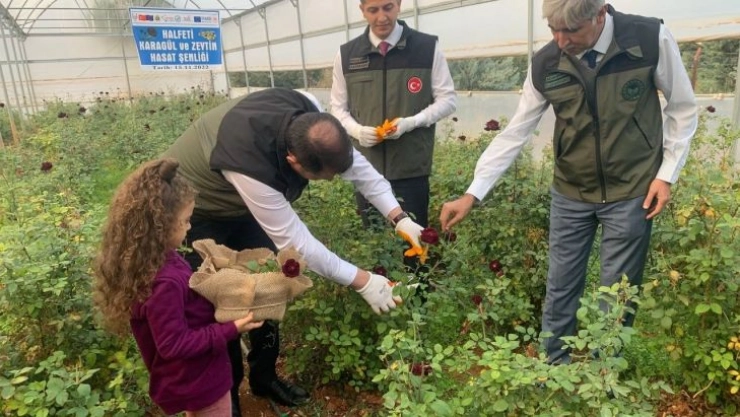 Halfeti'nin simgesi karagülde hasat dönemi