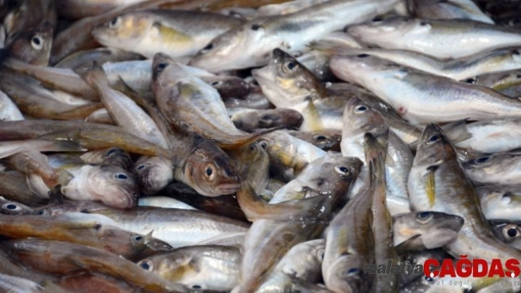 Hamsinin göç etmesiyle tezgahlar istavrit ve mezgite kaldı