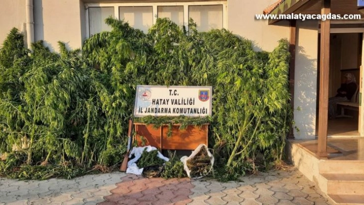 Hatay'da 12 kilo 526 gram esrar ele geçirildi