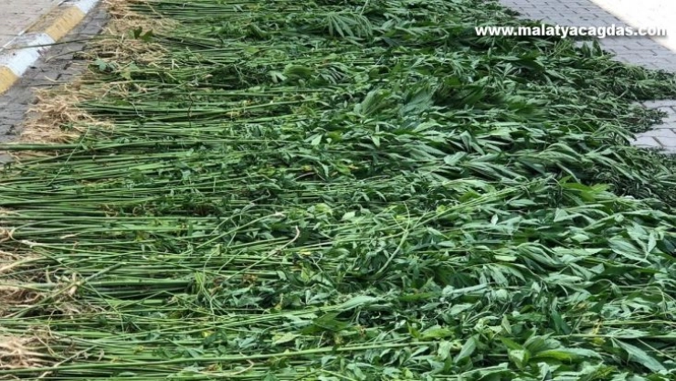 Hatay'da 4 bin 715 kök kenevir bitkisi ele geçirildi