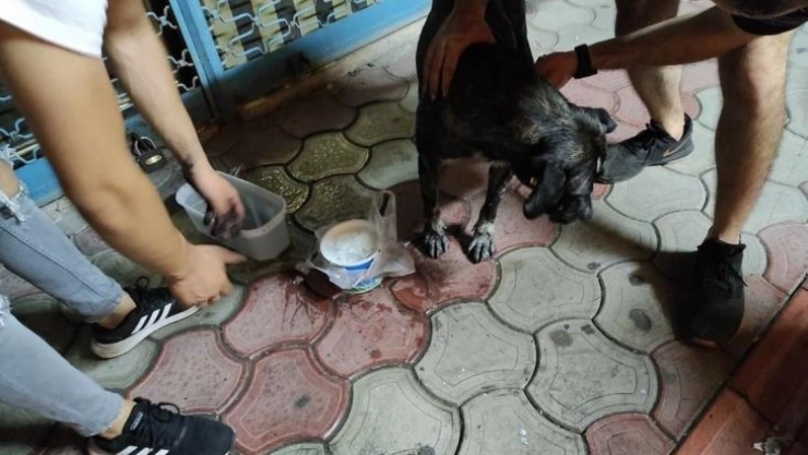 Hatay'da 7 köpek zehirlendi