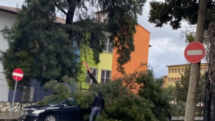 Hatay'da fırtına ağaçları devirdi