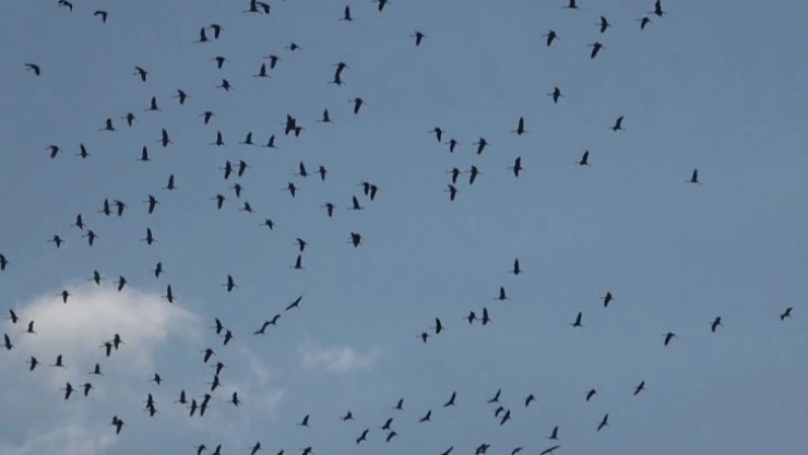 Hatay'da göç eden turnaların muhteşem görüntüsü