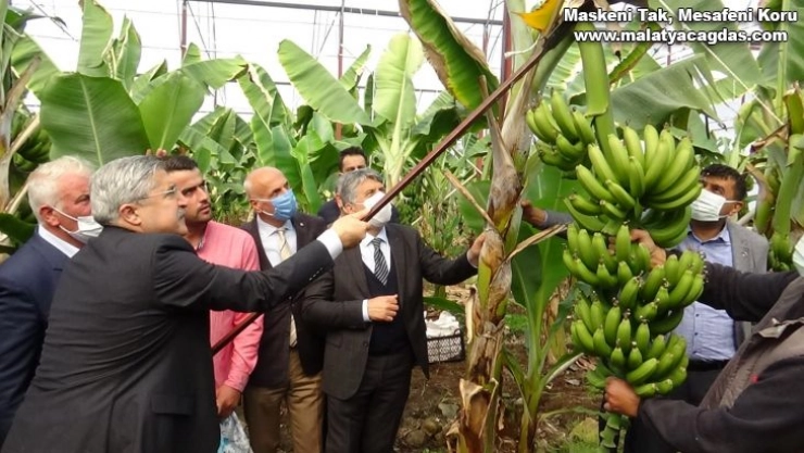 Hatay'da ilk muz hasadı yapıldı