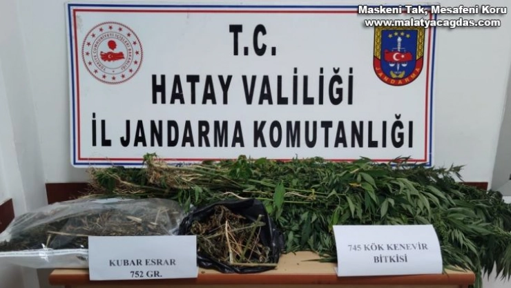 Hatay'da kenevir operasyonu