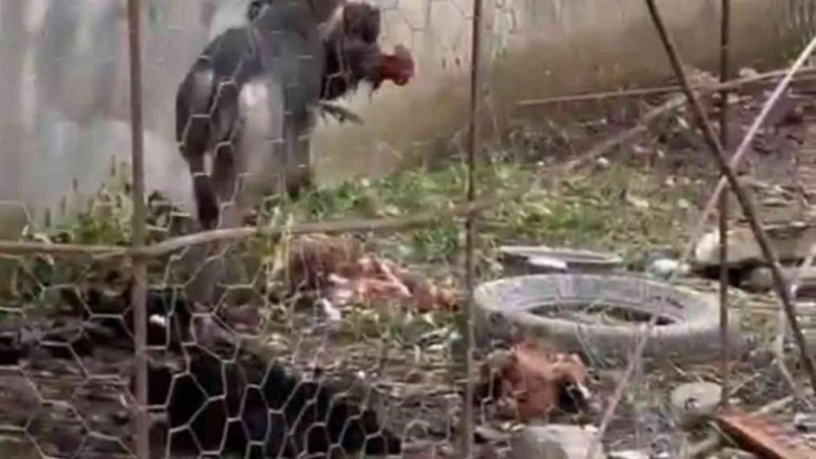 Hatay'da sokak köpeklerinin kümese saldırdığı anlar böyle görüntülendi