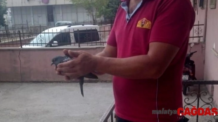 Havalandırma boşluğuna düşen kuş kurtarıldı