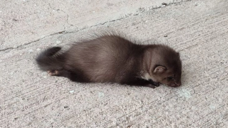 Havalimanında bulunan yavru sansar tedavi altına alındı