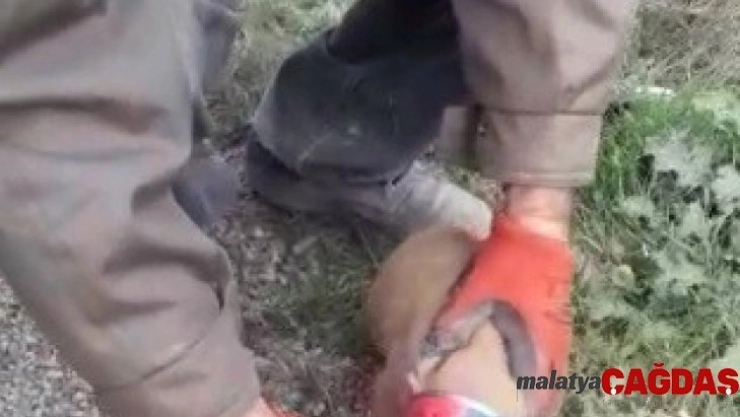 Havlayan köpeğin peşinden giden sürücüler gözlerine inanamadı