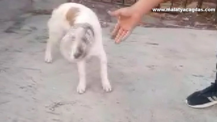 Haylaz köpeğin kafası bidona sıkıştı