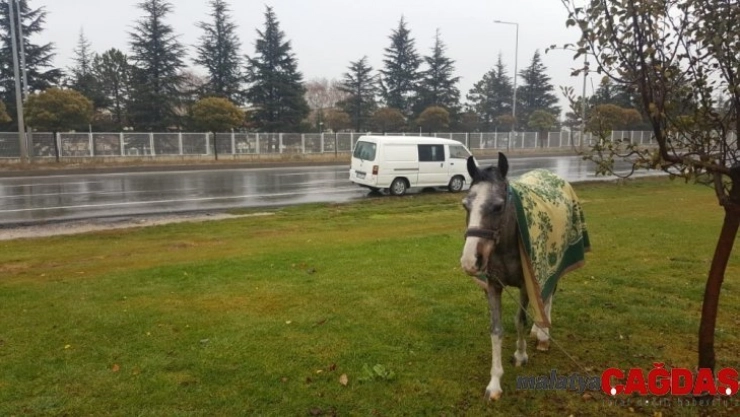 Hayvanseverin dikkati atı ölümden kurtardı