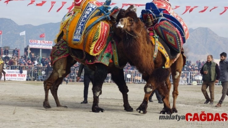 İncirliova'da 200 pehlivan deve kıyasıya güreşti
