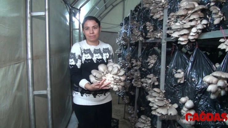 İş bulamayan üniversite mezunu mantar yetiştiricisi oldu