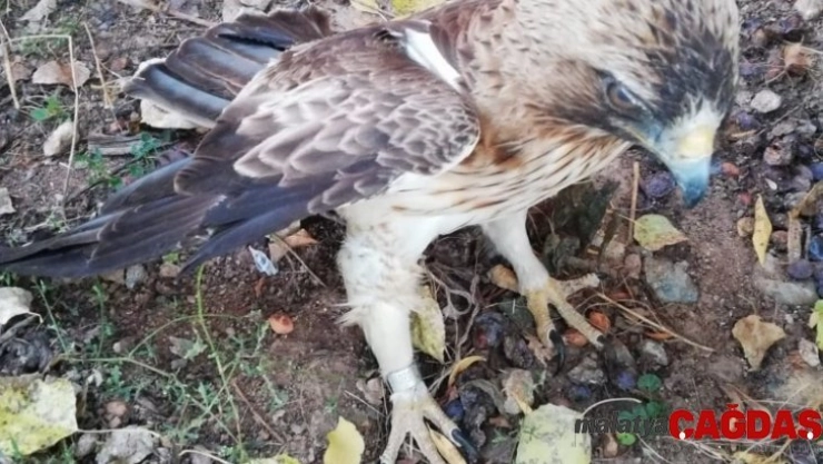 İsrail'de halkalanmış, Sivas'ta yaralı bulundu