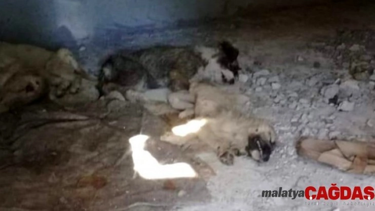 İzmir'de 12 yavru köpeğin zehirlenerek öldürüldüğü iddiası