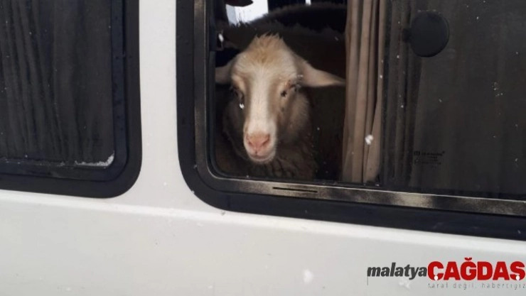 Jandarma denetiminde durdurulan araçtan 15 adet küpesiz koyun çıktı