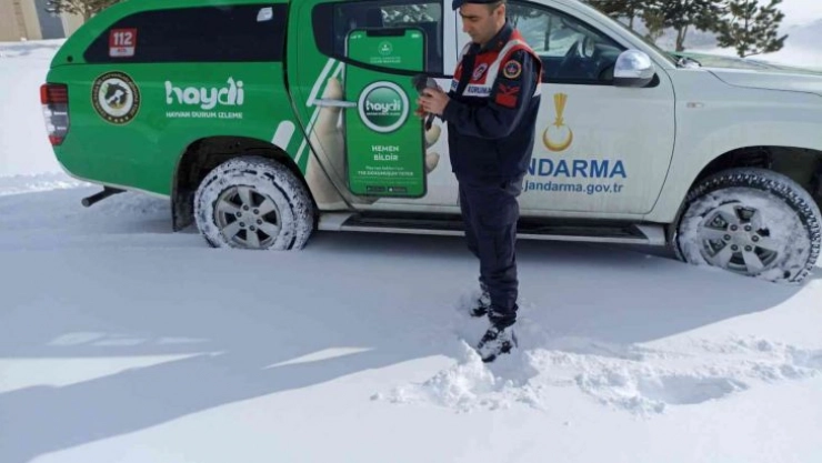 Jandarma yaban hayatı unutmadı