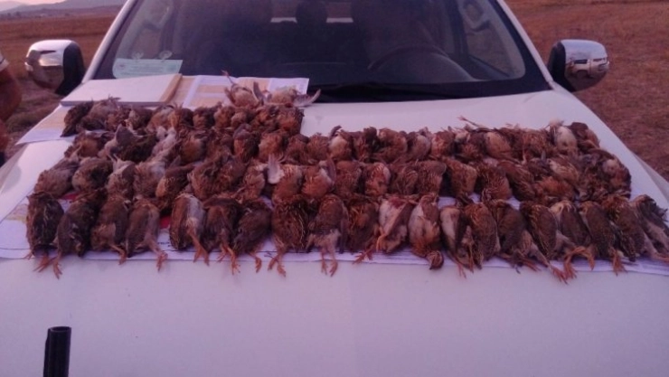 Kaçak bıldırcın avı cezasız kalmadı