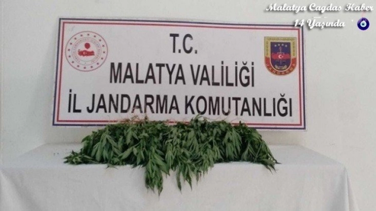 Kaçak kenevirden bir gözaltı