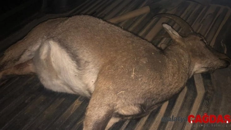 Kaçak yaban keçisi avına 60 bin TL ceza