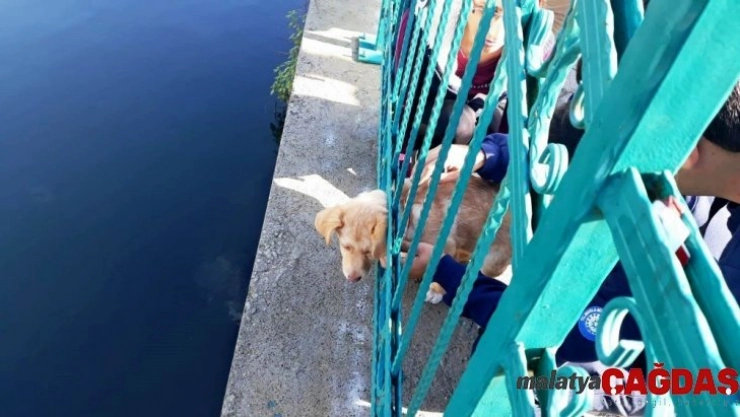 Kafası demir korkuluklara sıkışan yavru köpek kurtarıldı