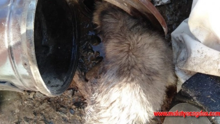 Kafası sobaya sıkışan köpek kurtarıldı