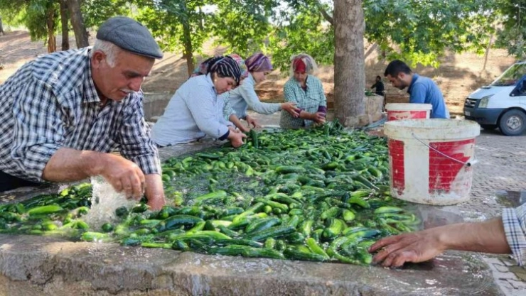 Kahramanmaraş salatalığı sofralardaki yerini aldı