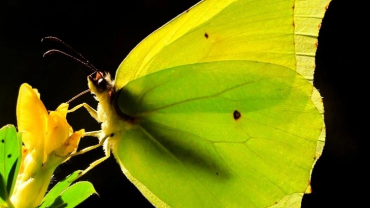 Kahramanmaraş'ta Kleopatra kelebeği görüntülendi