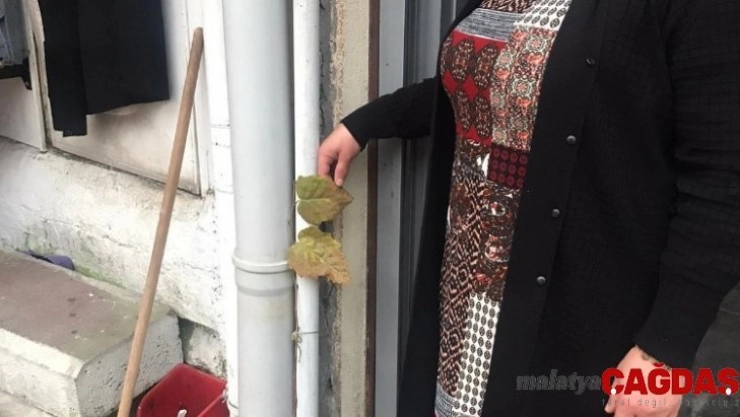 Kaldırımda çıkan dut ağacı görenleri şaşırtıyor