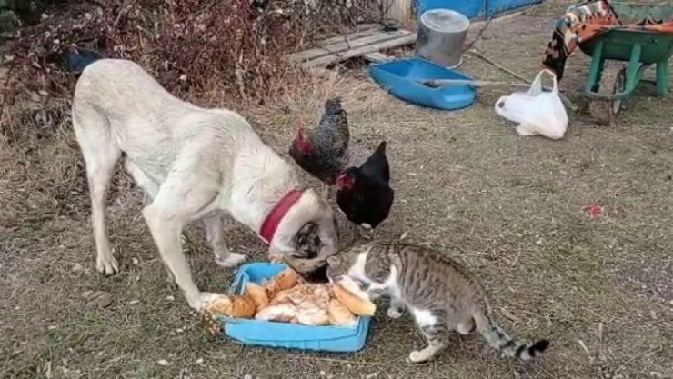 Kangal köpeğinin kediyle dostluğu yürekleri ısıttı
