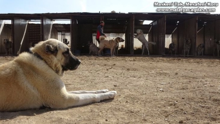 Kangallar dünya basınında gündem oldu