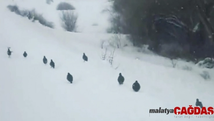 Kar üzerinde yürüyen keklikler hayran bıraktı