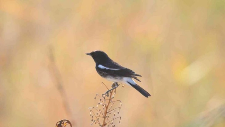 Kara Taşkuşu, Türkiye'de ilk defa Hatay'da görüldü
