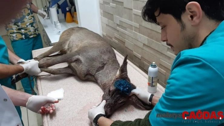 Karaca tedavi altına alındı