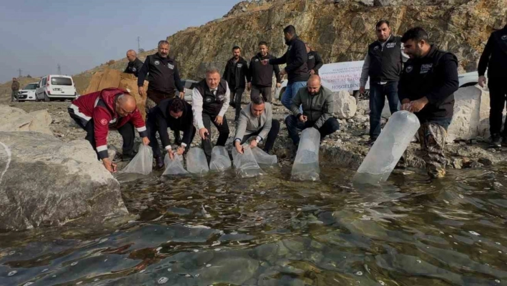 Karakaya Baraj Gölü'ne 420 bin yavru balık bırakıldı