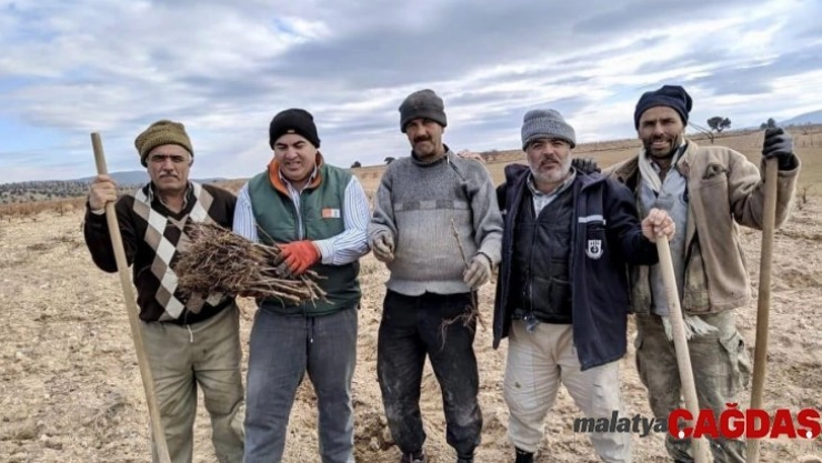Karaman'da dağ köylerine 50 bin üzüm fidanı dağıtıldı