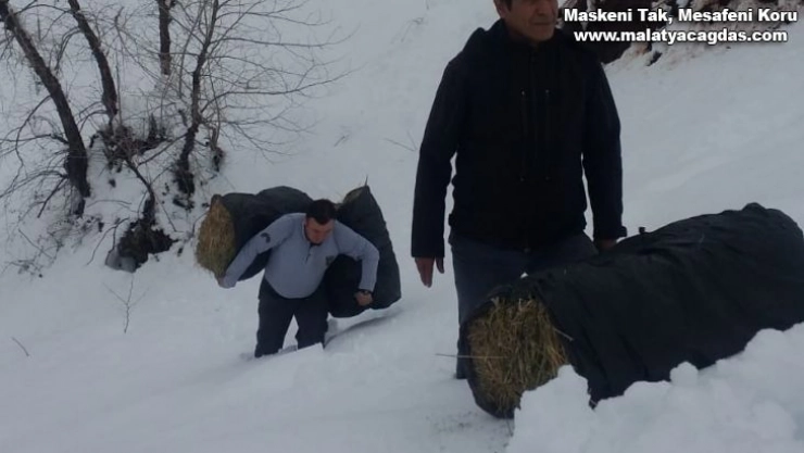 Karda aç kalan dağ keçileri bırakılan yemlere akın etti