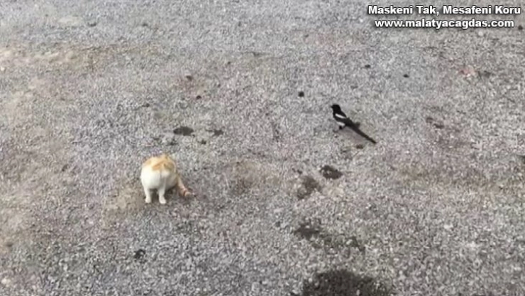 Karganın tehlikeli oyunu