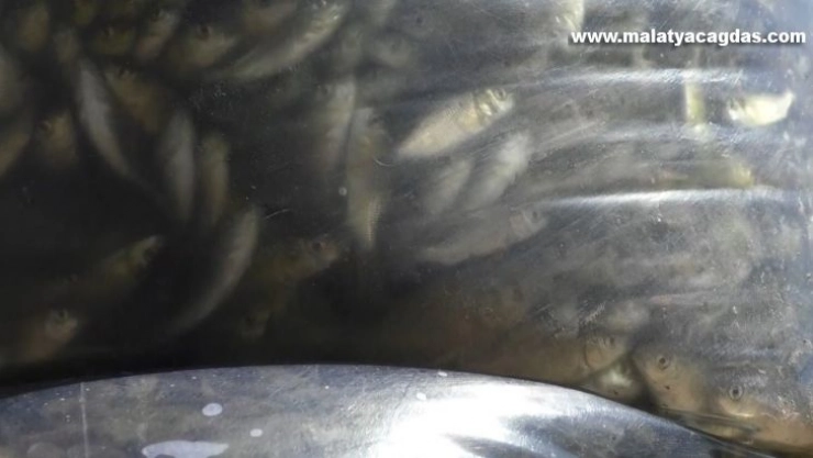 Kars'ta 2 milyon sazan yavrusu göllere bırakıldı