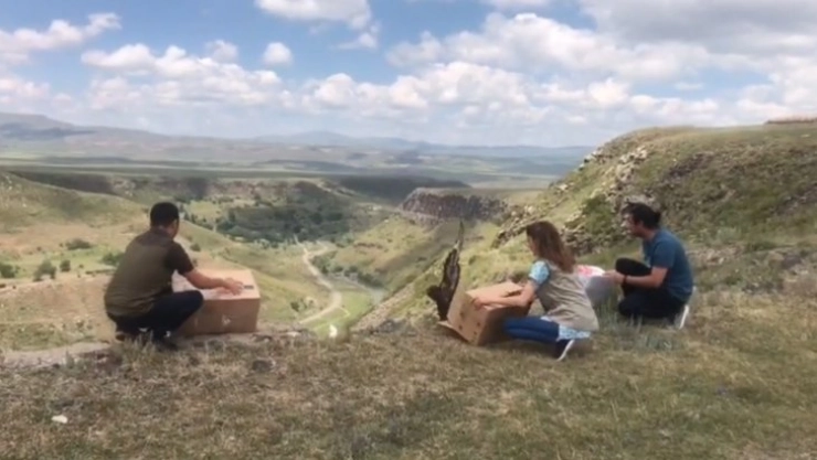 Kars'ta kızıl şahinler doğaya bırakıldı