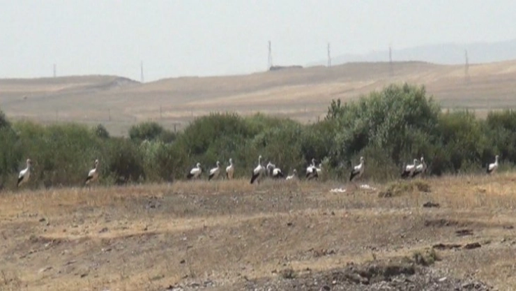 Kars'ta leyleklerin göç molası kamerada
