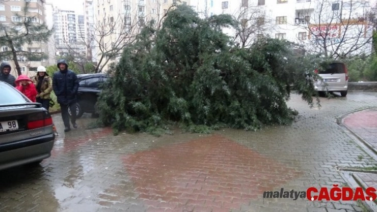 Kartal'da devrilen ağaç iki aracın üzerine düştü