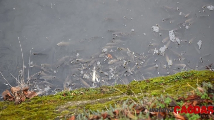 Kastamonu'da Gökırmak nehrinde ölü balıklar kıyıya vurdu