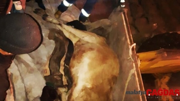 Kayalıklardan düşen ineği itfaiye kurtardı