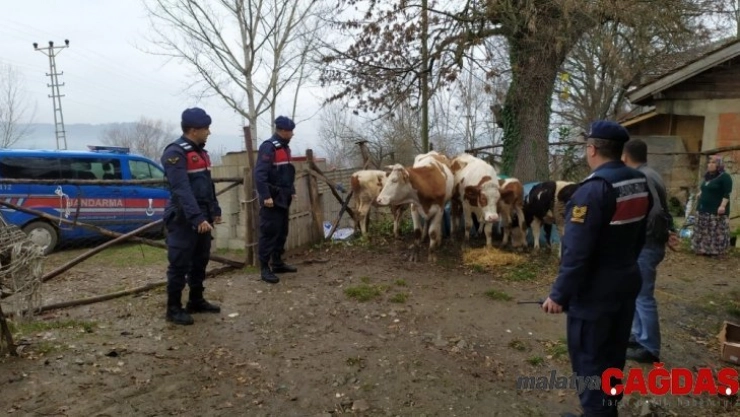 Kaybolan hayvanlarına jandarma sayesinde kavuştular
