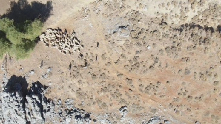 Kayıp Sürü Drone İle Bulundu